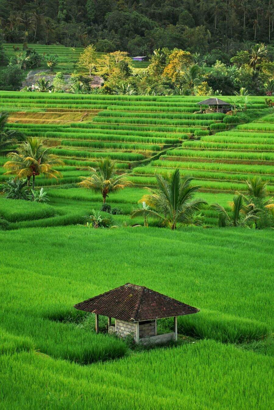 Hamparan sawah yang menopang kedaulatan pangan nasional